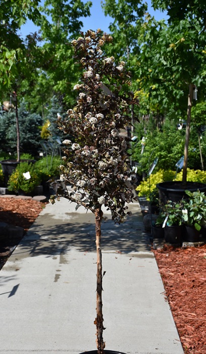 PHYSO OPU AMBER JUBILE #10 1.2FE