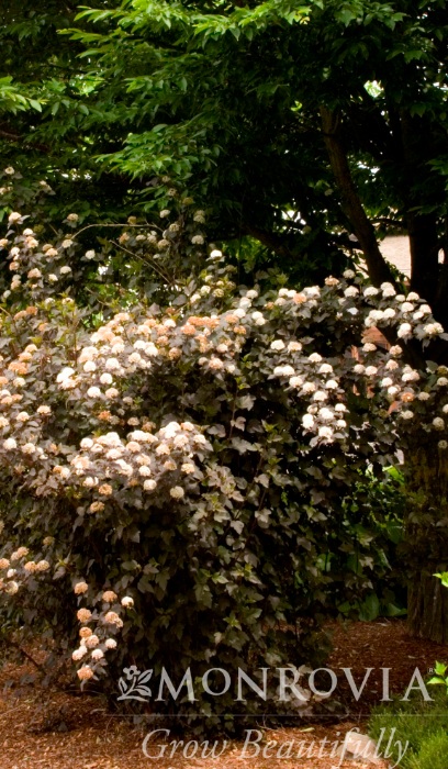 PHYSO OPU DIABOLO #10 TF