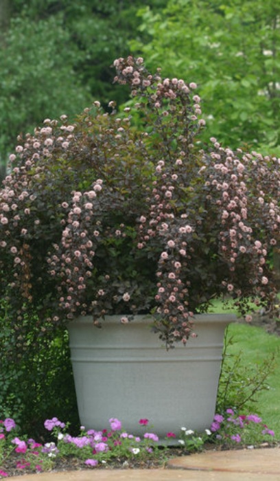 PHYSO OPU SUMMER WINE #10 TF PW