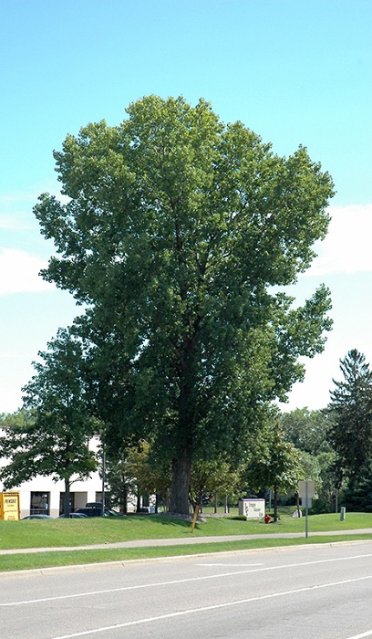 POPUL DEL SIOUXLAND #15