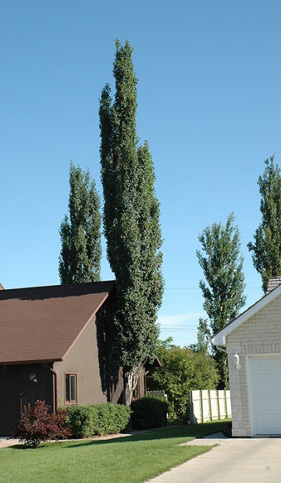 POPUL SWEDISH COL ASPEN #10