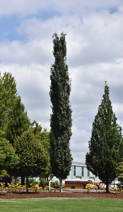 POPUL TRE MOUNT SENTINEL #20