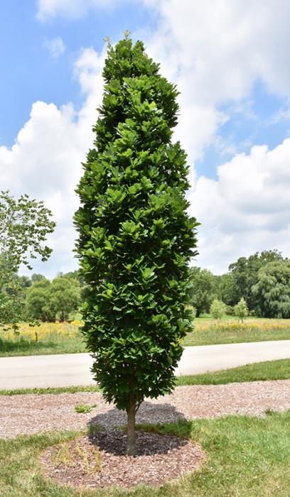 QUERC X KINDRED SPIRIT #15