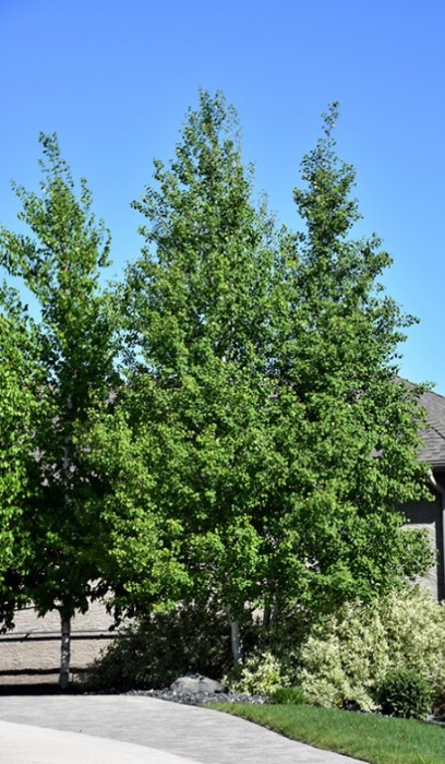 POPUL TRE QUAKING ASPEN #15 CLP