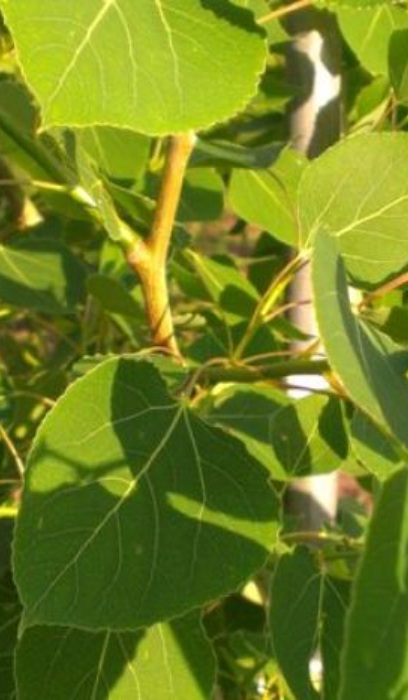 POPUL TRE SUMMER SHIMMER 2"BB