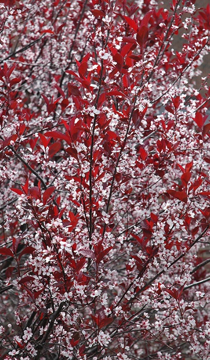 PRUNUS CIS PURPLELEAF #10 TF