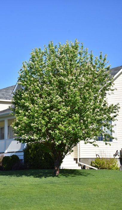 PRUNUS MAA AMUR CHOKECHERRY#15