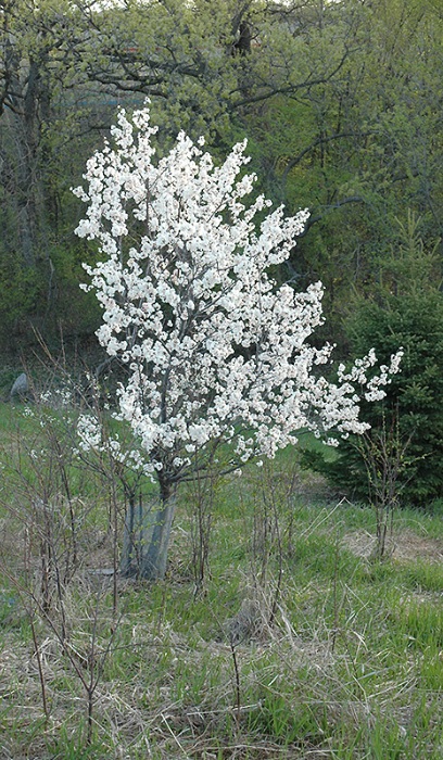 PRUNUS NIG PRINCESS KAY #15