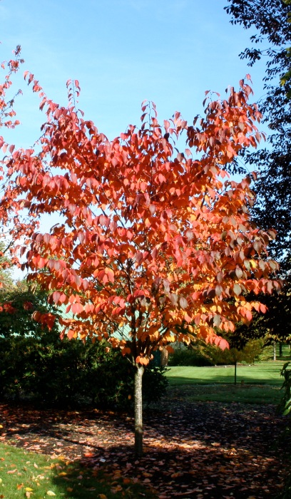 PRUNUS SAR PINK FLAIR 2" BB