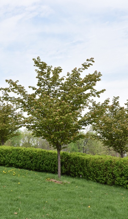 PRUNUS SPRING WONDER #10