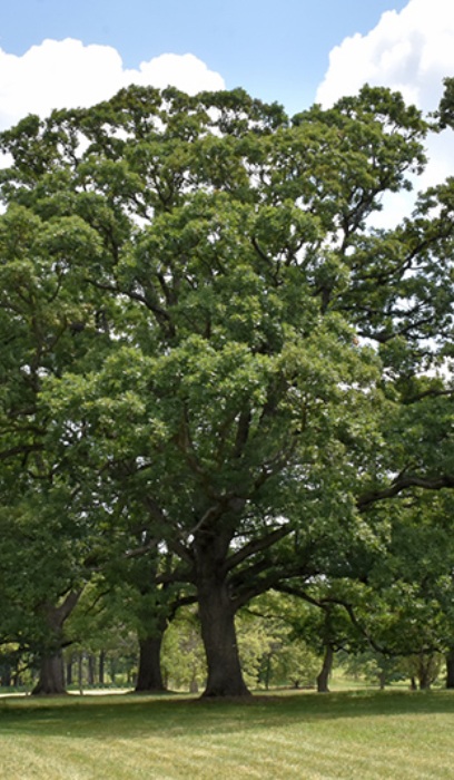 QUERC ALBA WHITE OAK 2"BB