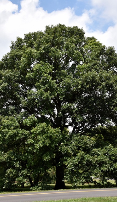 QUERC BIC SWAMP WHITE #20