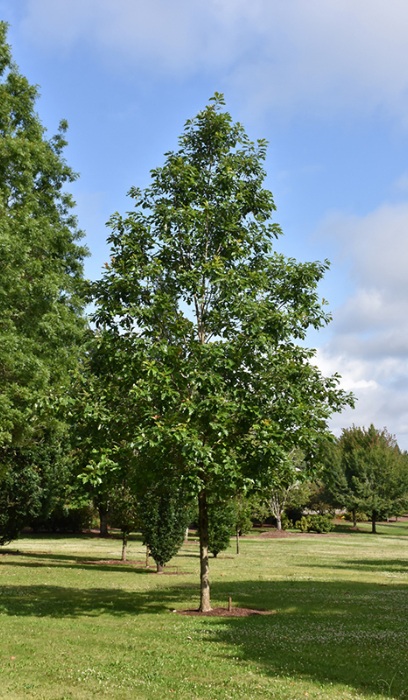 QUERC BIC AMERICAN DREAM 1.5"BB