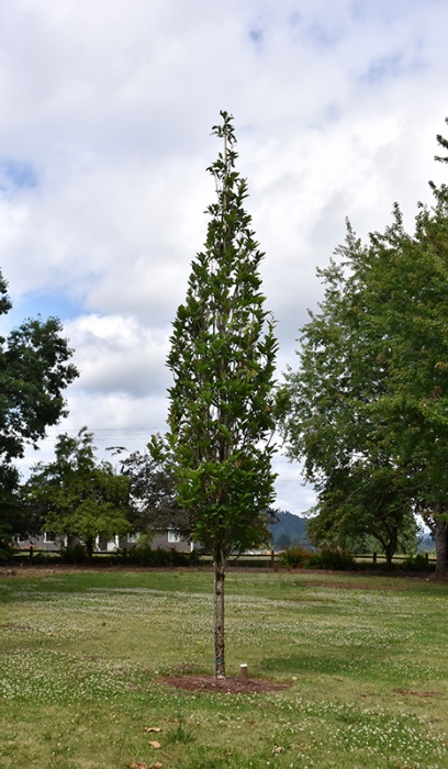 QUERC BIC BEACON OAK #20