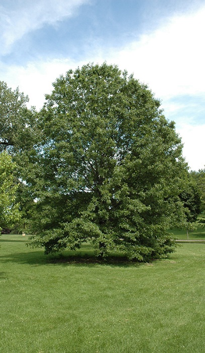 QUERC ELL NORTHERN PIN #20