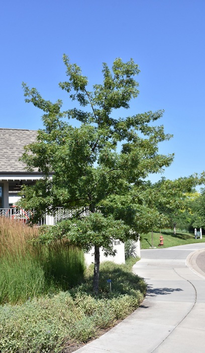 QUERC ELL MAJESTIC SKIES 2"BB