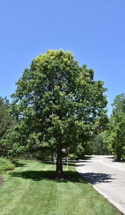 QUERC MAC BUR OAK #20