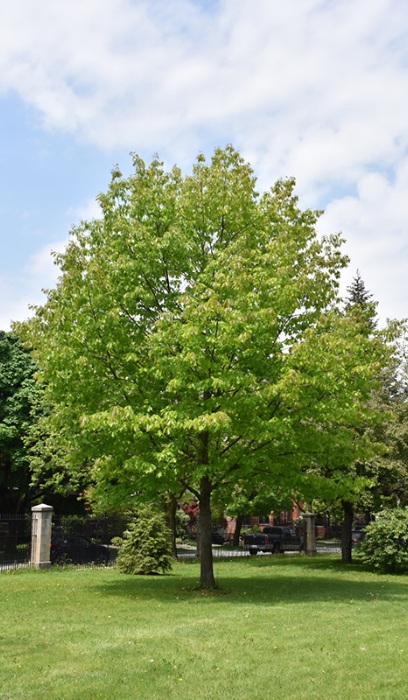 QUERC RUB NORTHERN RED OAK #10