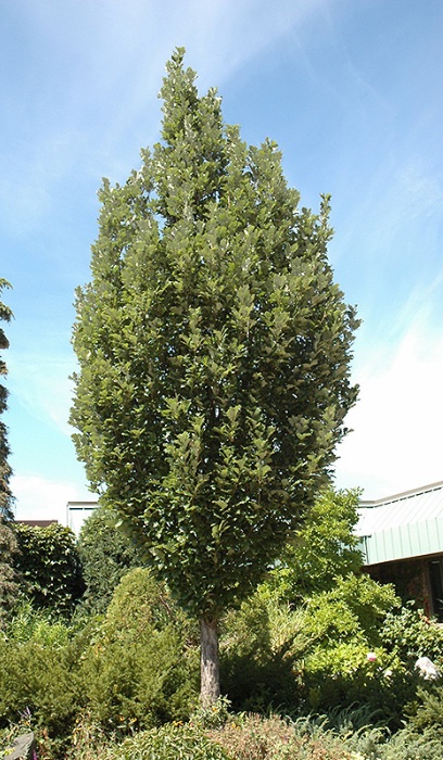 QUERC X CRIMSON SPIRE 2.5"BB