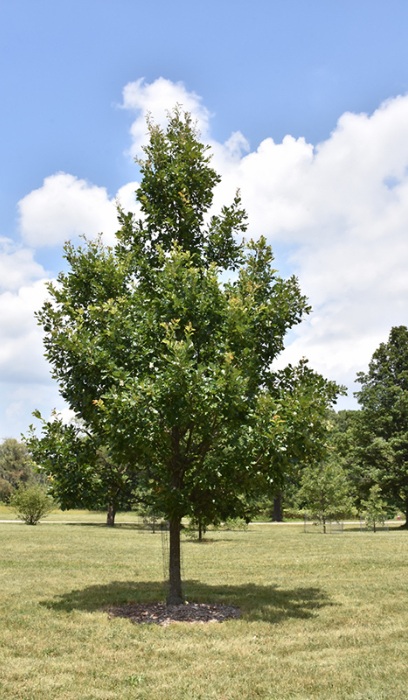 QUERC X HERITAGE OAK 1.75" BB