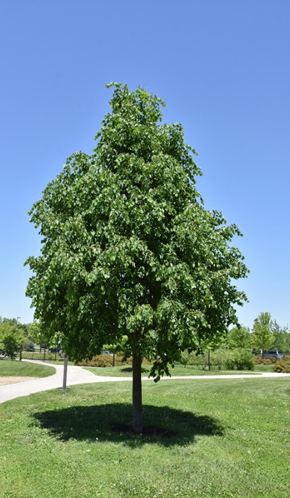 TILIA COR GREENSPIRE 2"BB