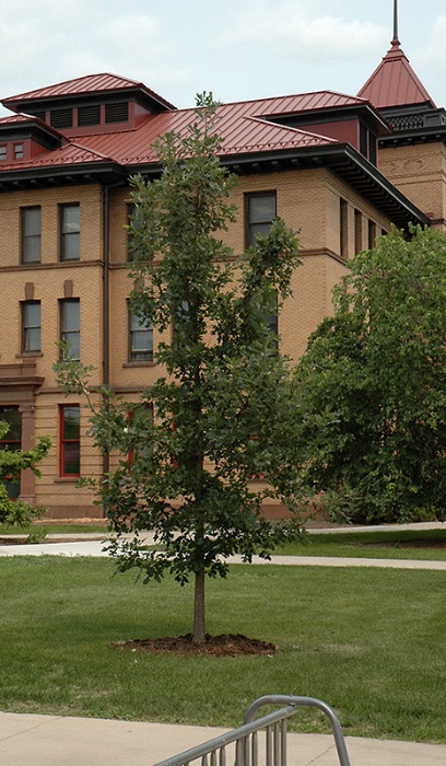 QUERC X PRAIRIE STATURE 3"BB