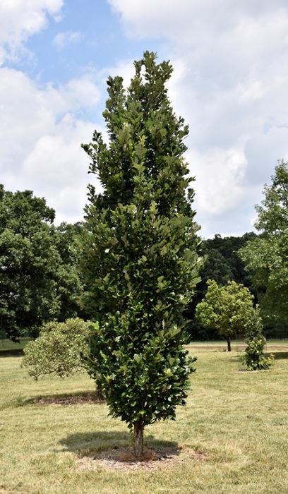 QUERC X REGAL PRINCE 1.75"BB