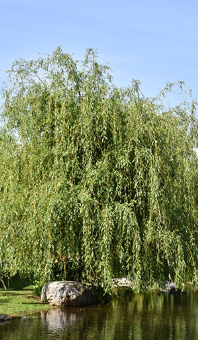 SALIX ALB NIOBE WEEPING 2.5"BB