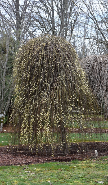 SALIX CAP PENDULA #5
