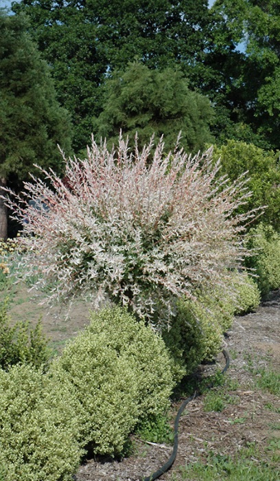 SALIX INT HAKURA NISHIKI #15TF