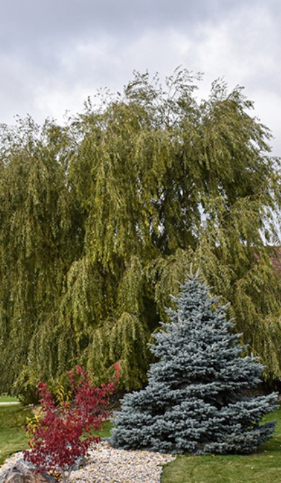 SALIX PRAIRIE CASCADE #15