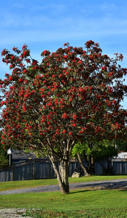 SORBUS DEC SHOWY MTN ASH #15