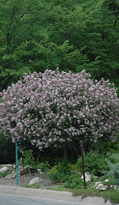 SYRINGA MEY DWF KOREAN #7 TF