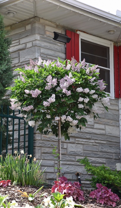 SYRINGA PAT MISS KIM #10 TF