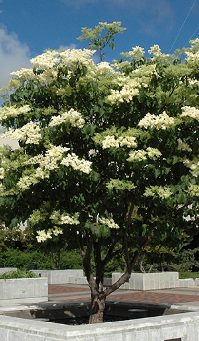 SYRINGA RET IVORY SILK 3"BB