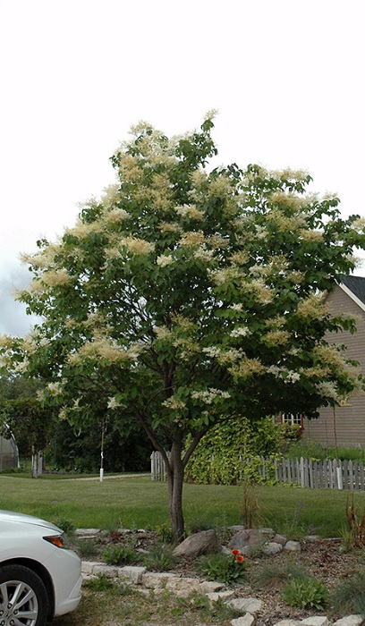 SYRINGA RET JAPAN TREE 2"BB