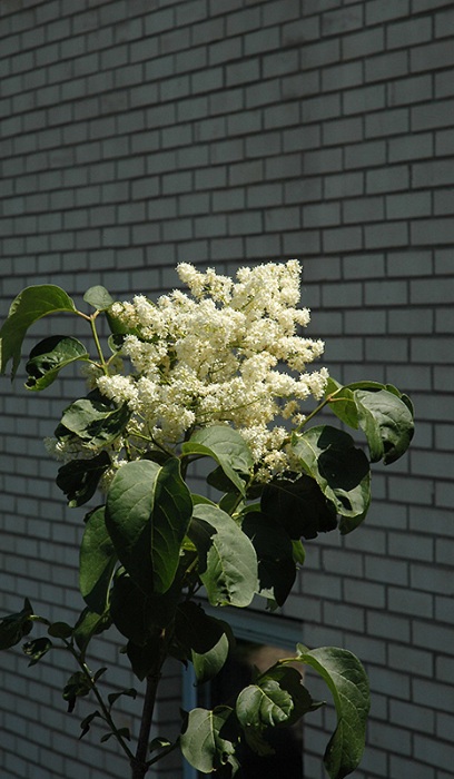 SYRINGA RET SNOW CAP #10