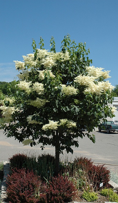 SYRINGA RET SNOWDANCE 2"BB FE