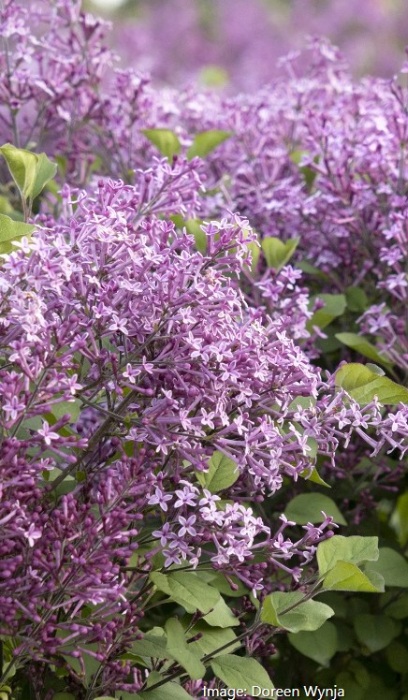 SYRINGA BLOOMERANG DRK PUR #15TF