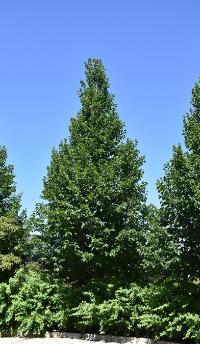 TILIA AME AMERICAN SENTRY #10