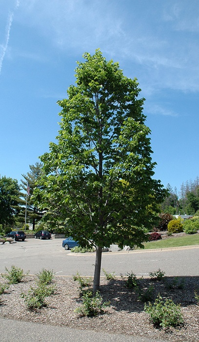 TILIA AME BOULEVARD 2"BB