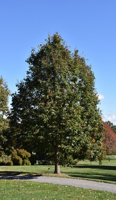 TILIA AME REDMOND #20