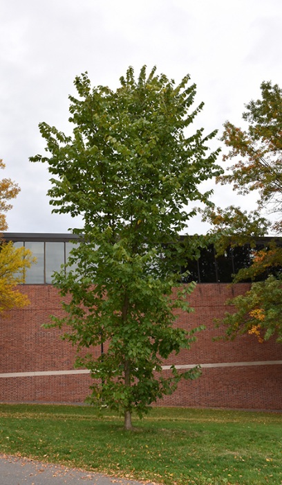 ULMUS AME NEW HARMONY ELM 2.5"BB