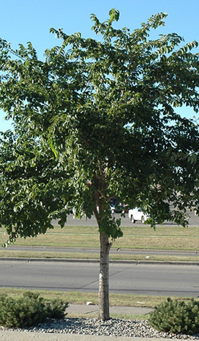 ULMUS AM PRAIRIE EXPEDITI1.75"BB