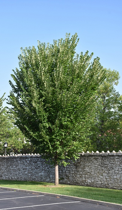 ULMUS AME PRINCETON 2.5"BB