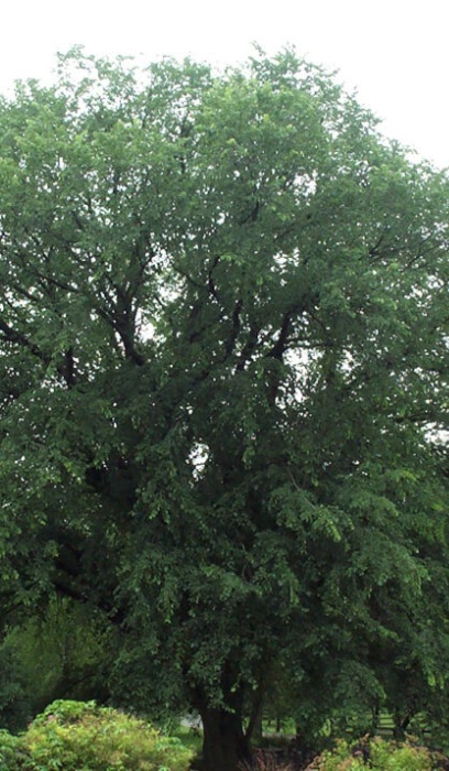 ULMUS AME ST. CROIX ELM #20 FE