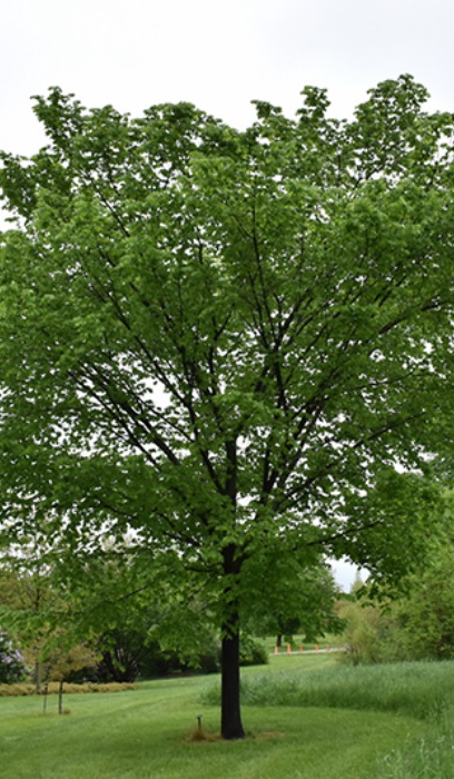 ULMUS AME VALLEY FORGE 2"BB