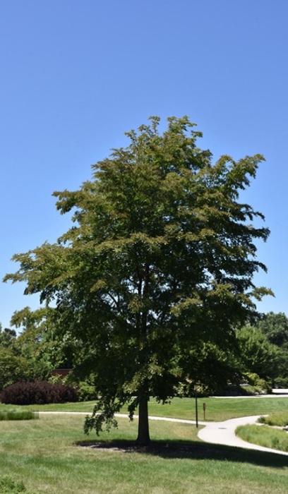 ULMUS X ACCOLADE ELM 2.5"BB