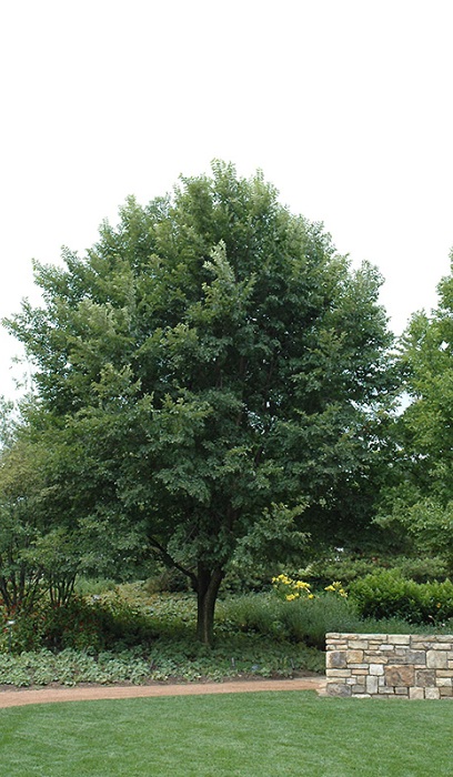 ULMUS X NEW HORIZON 3"BB