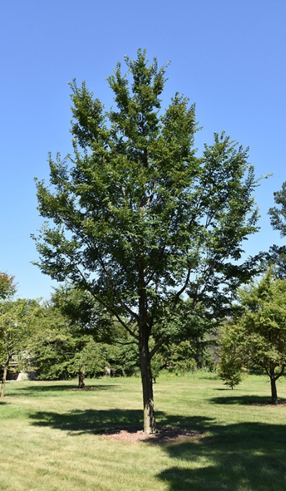 ULMUS X TRIUMPH MORTON 2"BB